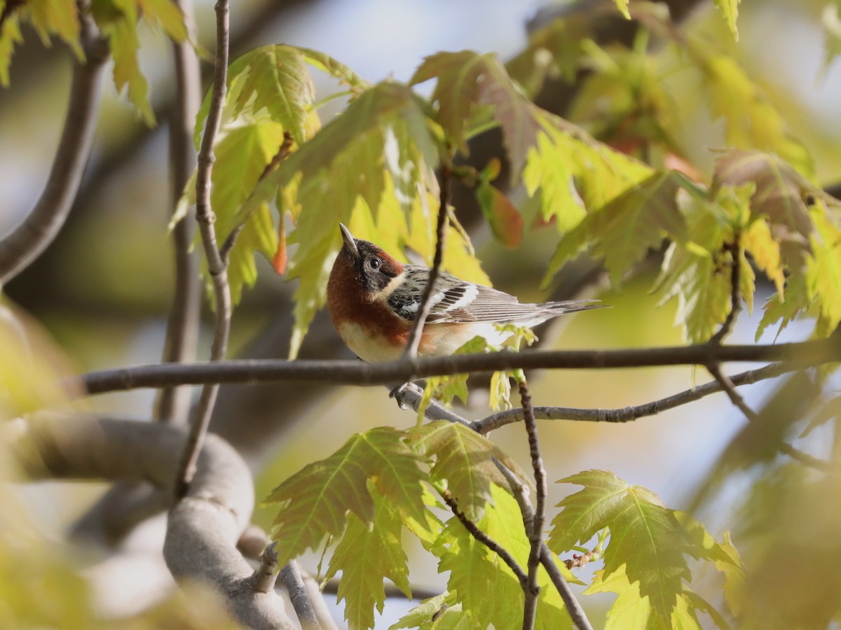 Bay-breasted Warbler - ML620104369