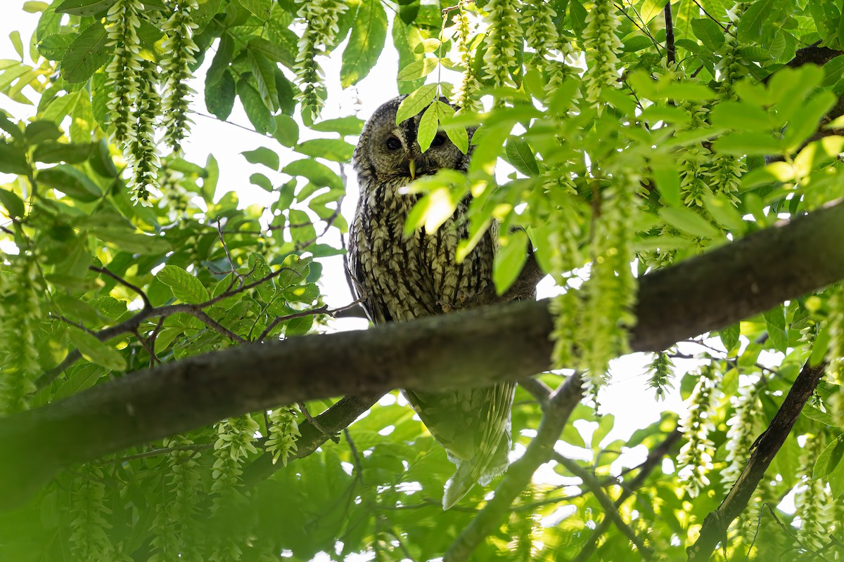 Himalayan Owl - ML620104375