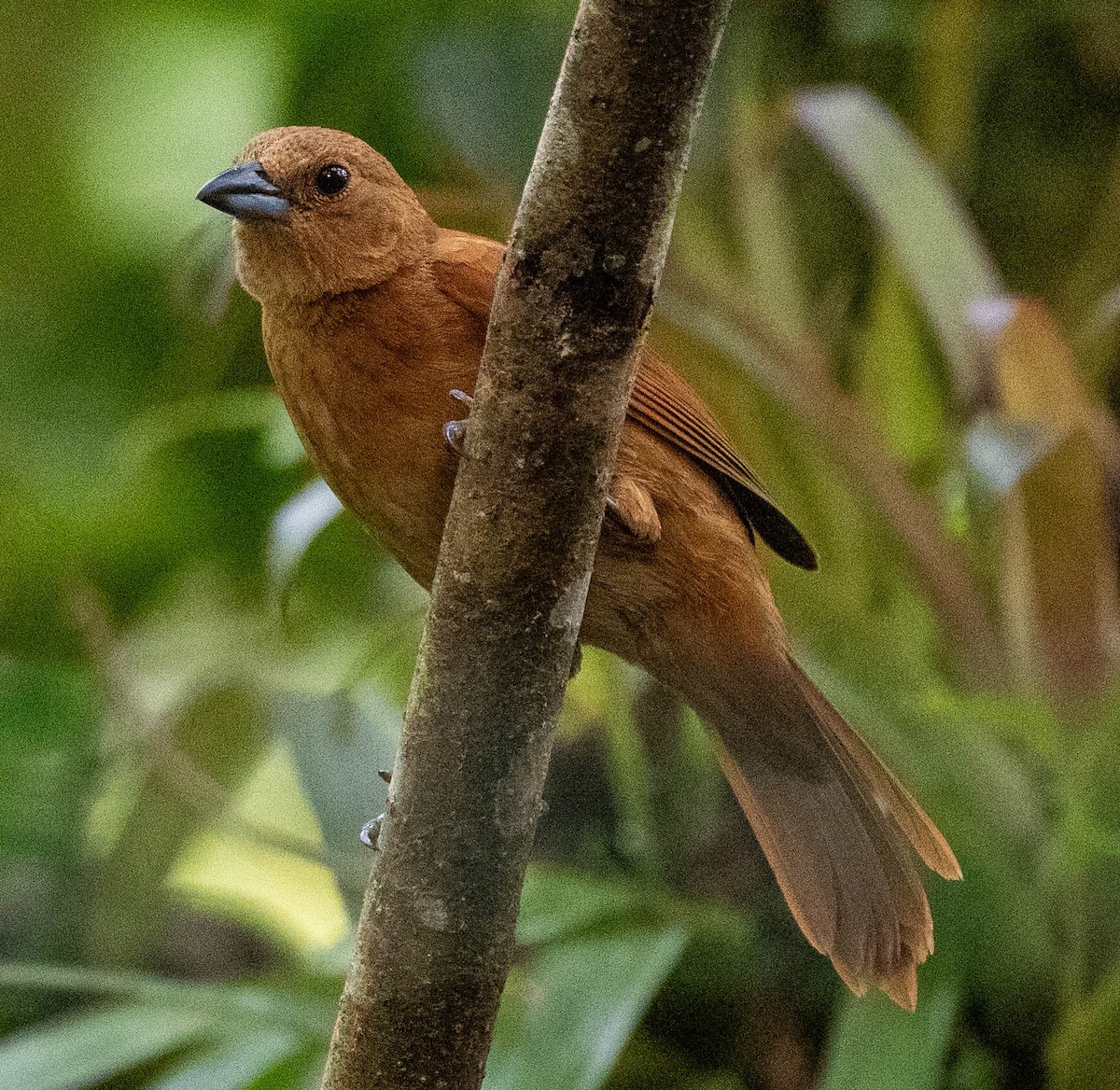 White-lined Tanager - ML620104380