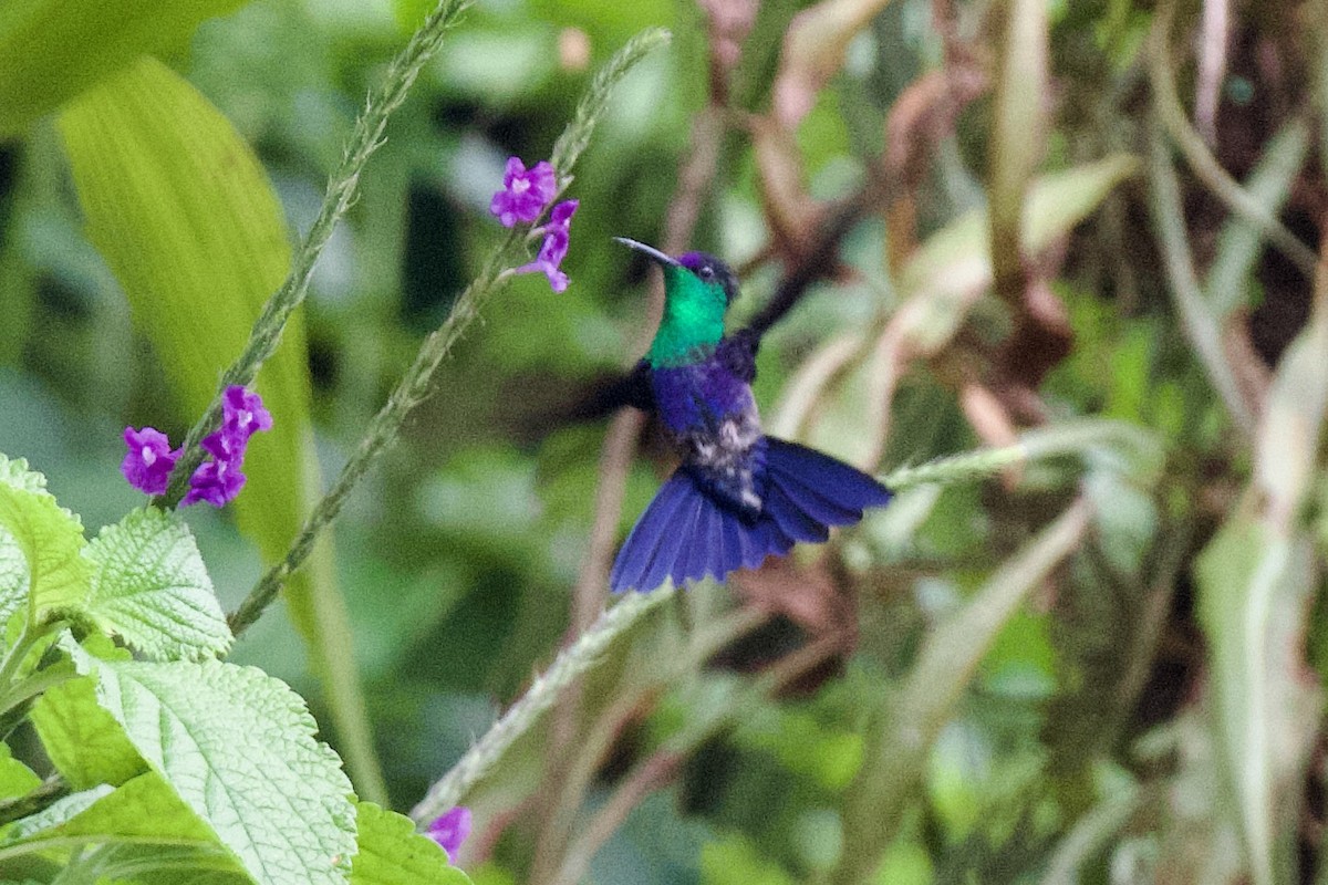 kolibřík vidloocasý - ML620104386