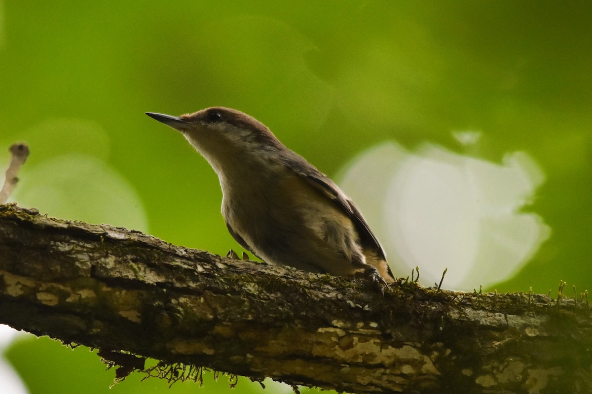 Brown-headed Nuthatch - ML620104394