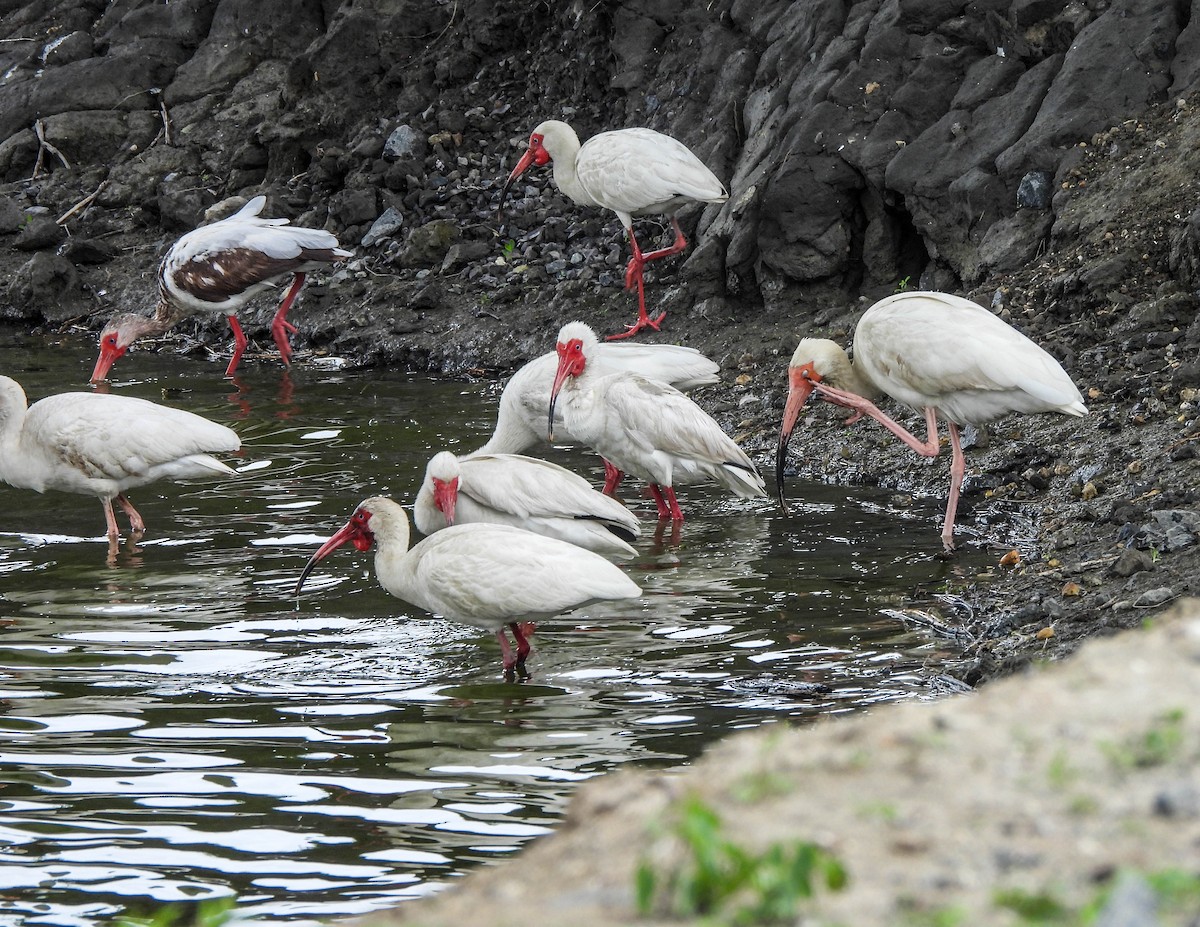 ibis bílý - ML620104397