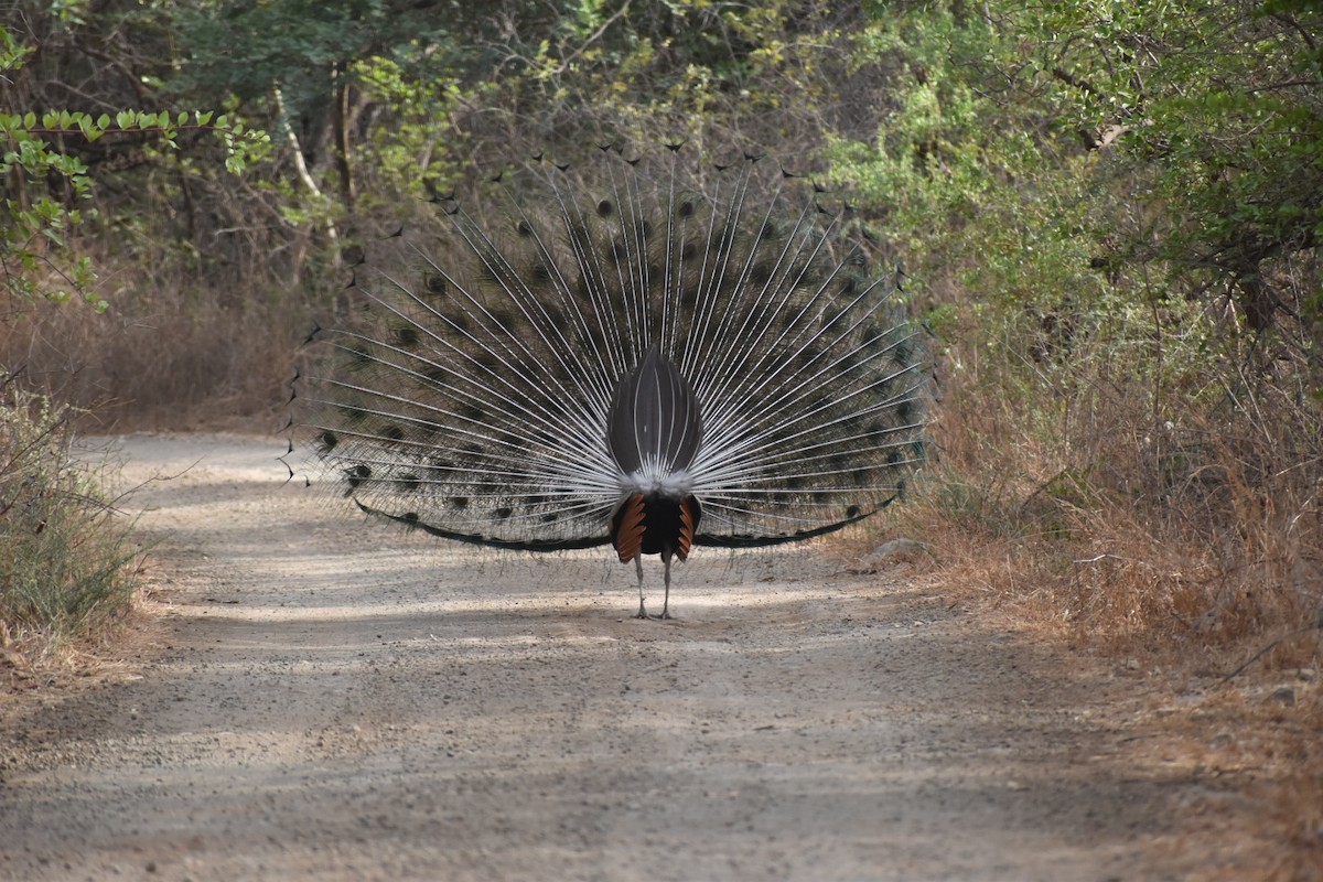Indian Peafowl - ML620104412
