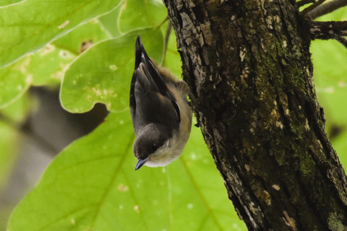 Brown-headed Nuthatch - ML620104416