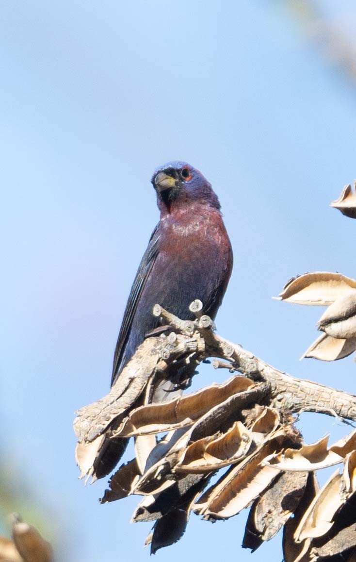 Varied Bunting - ML620104421