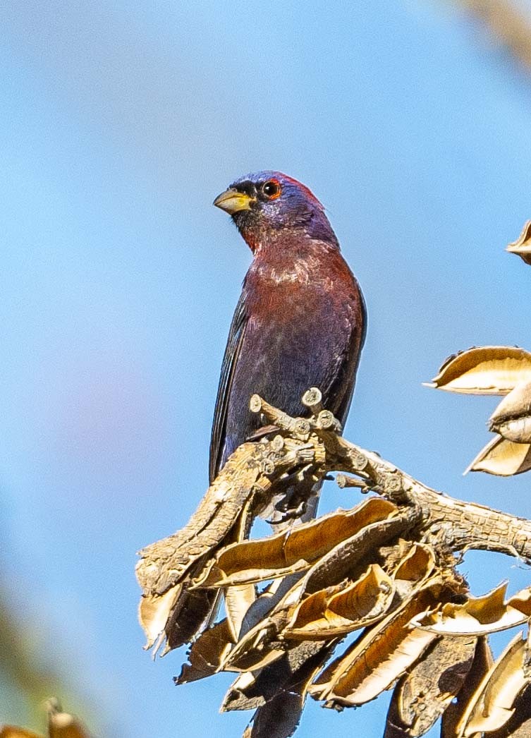 Varied Bunting - ML620104422