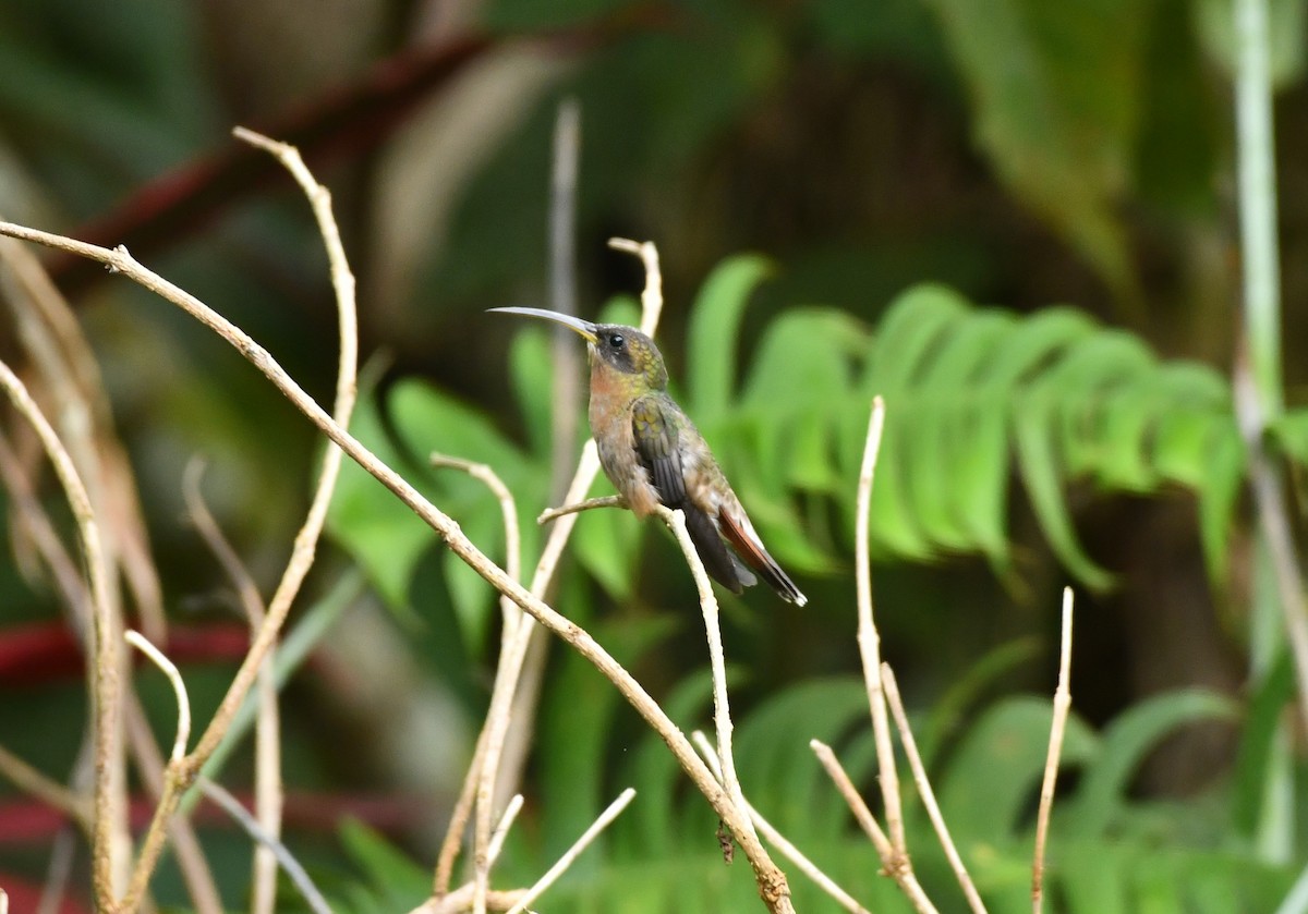 kolibřík ryšavoocasý - ML620104424