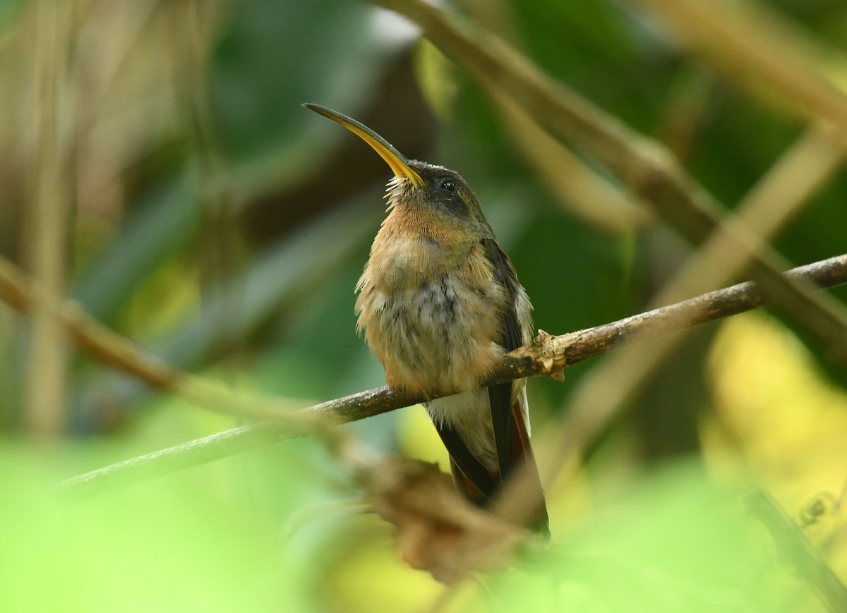 Rufous-breasted Hermit - ML620104427