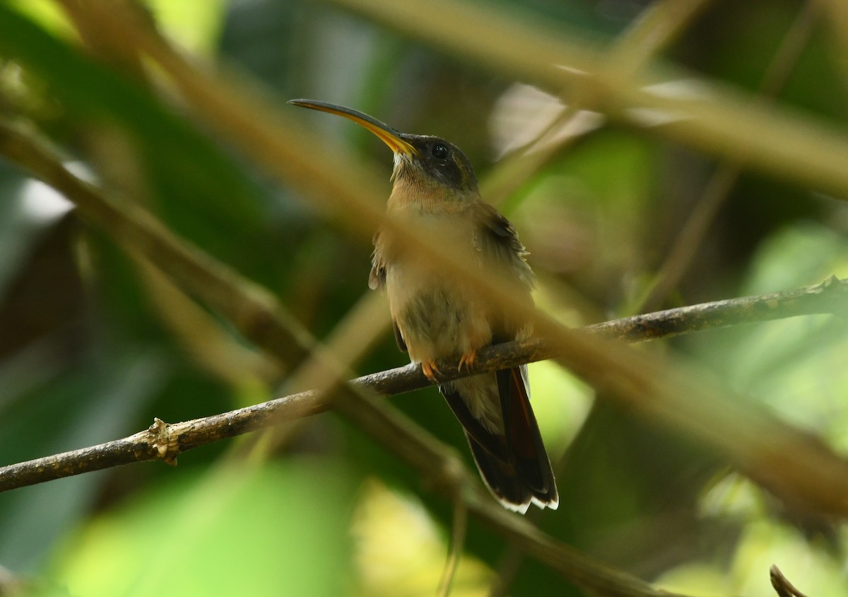 Rufous-breasted Hermit - ML620104428
