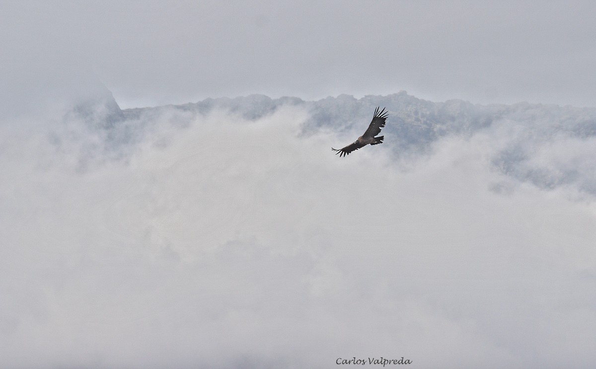 Condor des Andes - ML620104439
