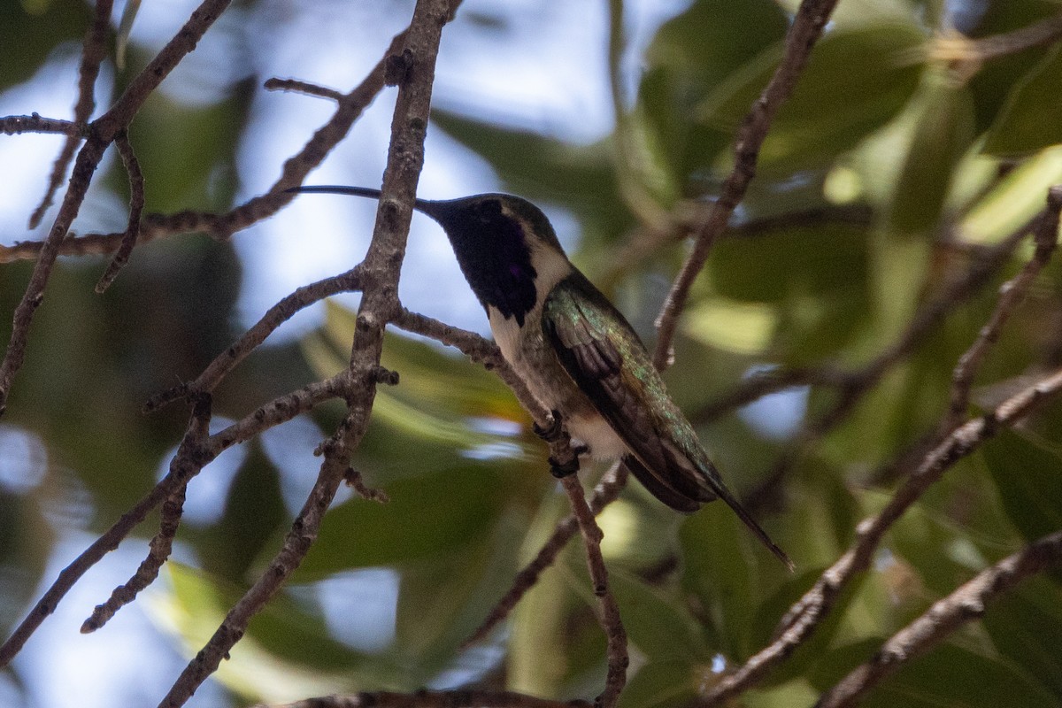 Lucifer Hummingbird - ML620104440