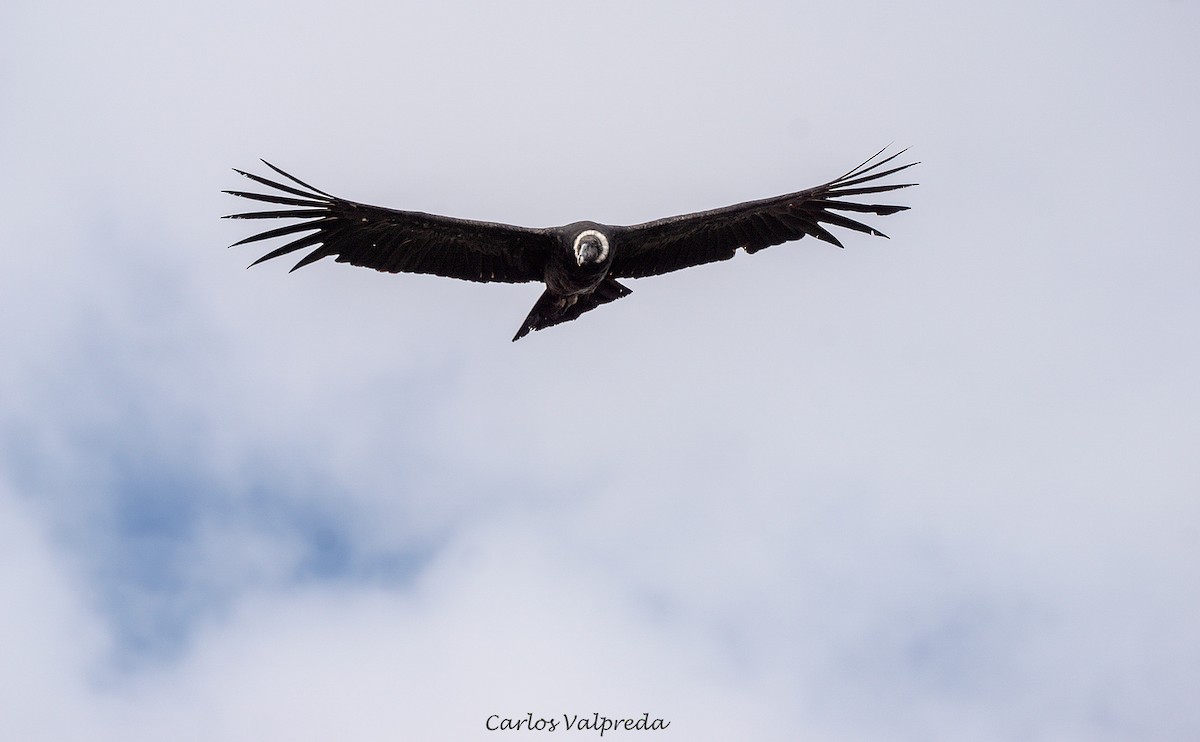 Condor des Andes - ML620104453