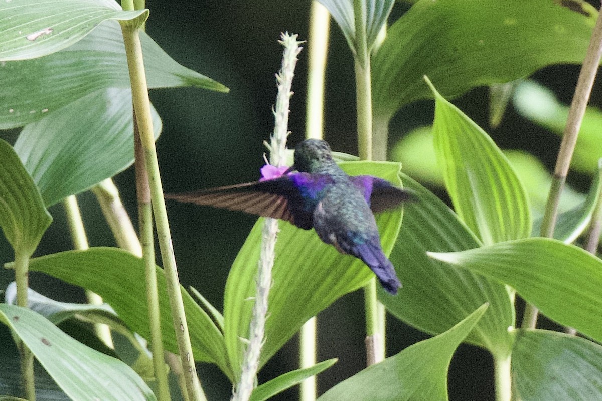 kolibřík vidloocasý - ML620104454