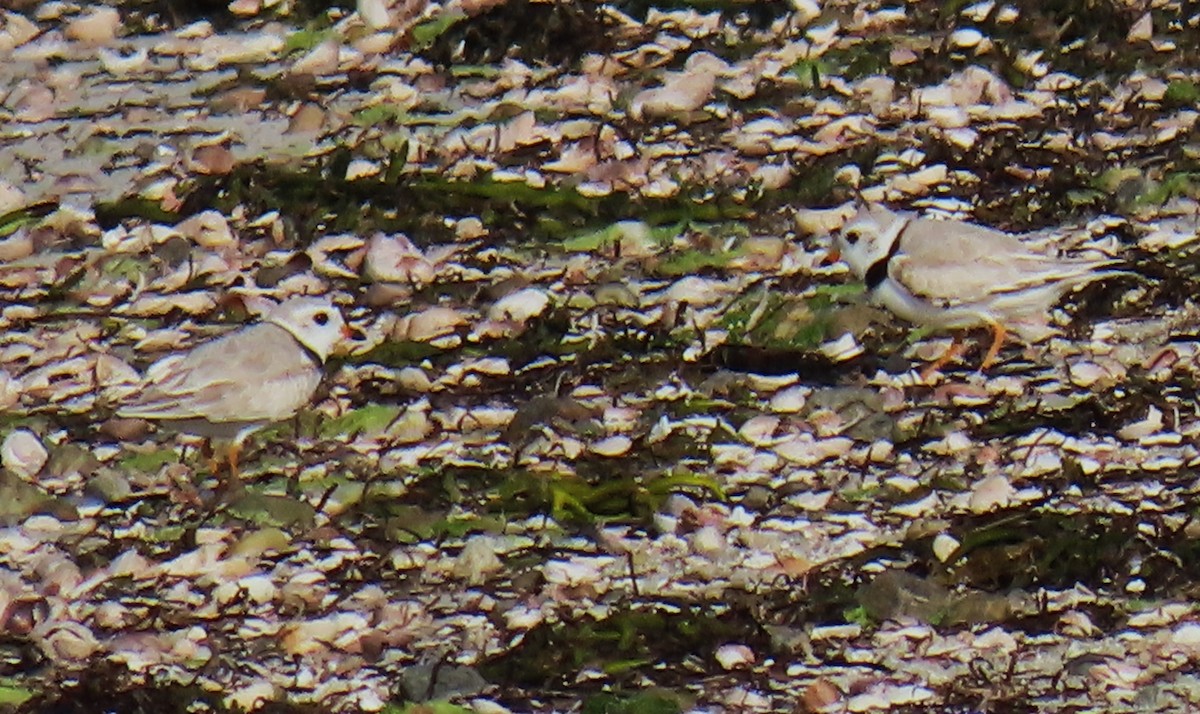 Piping Plover - ML620104457
