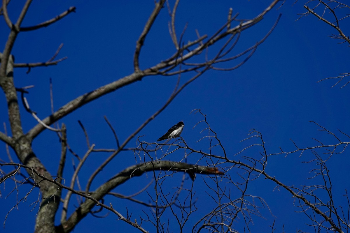 Tree Swallow - ML620104464