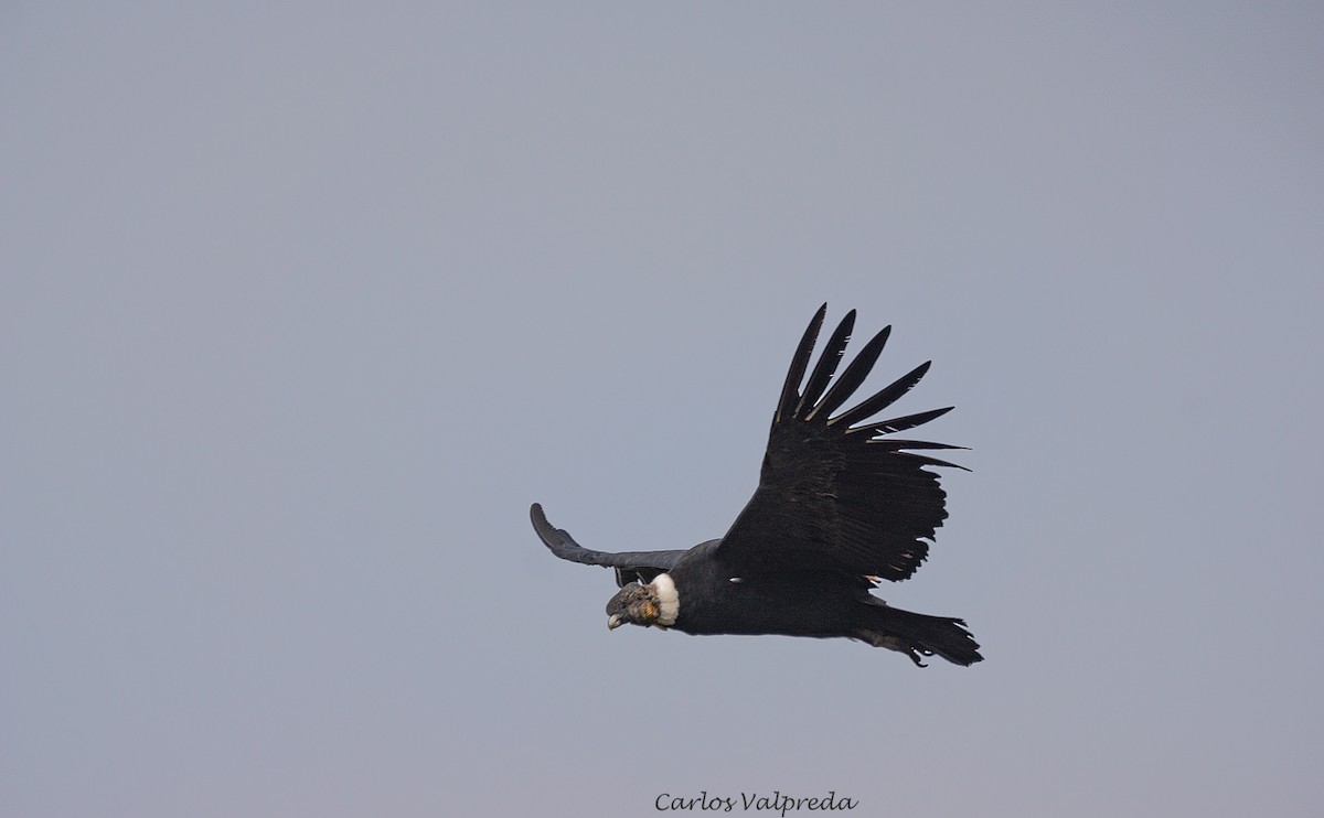 Condor des Andes - ML620104465
