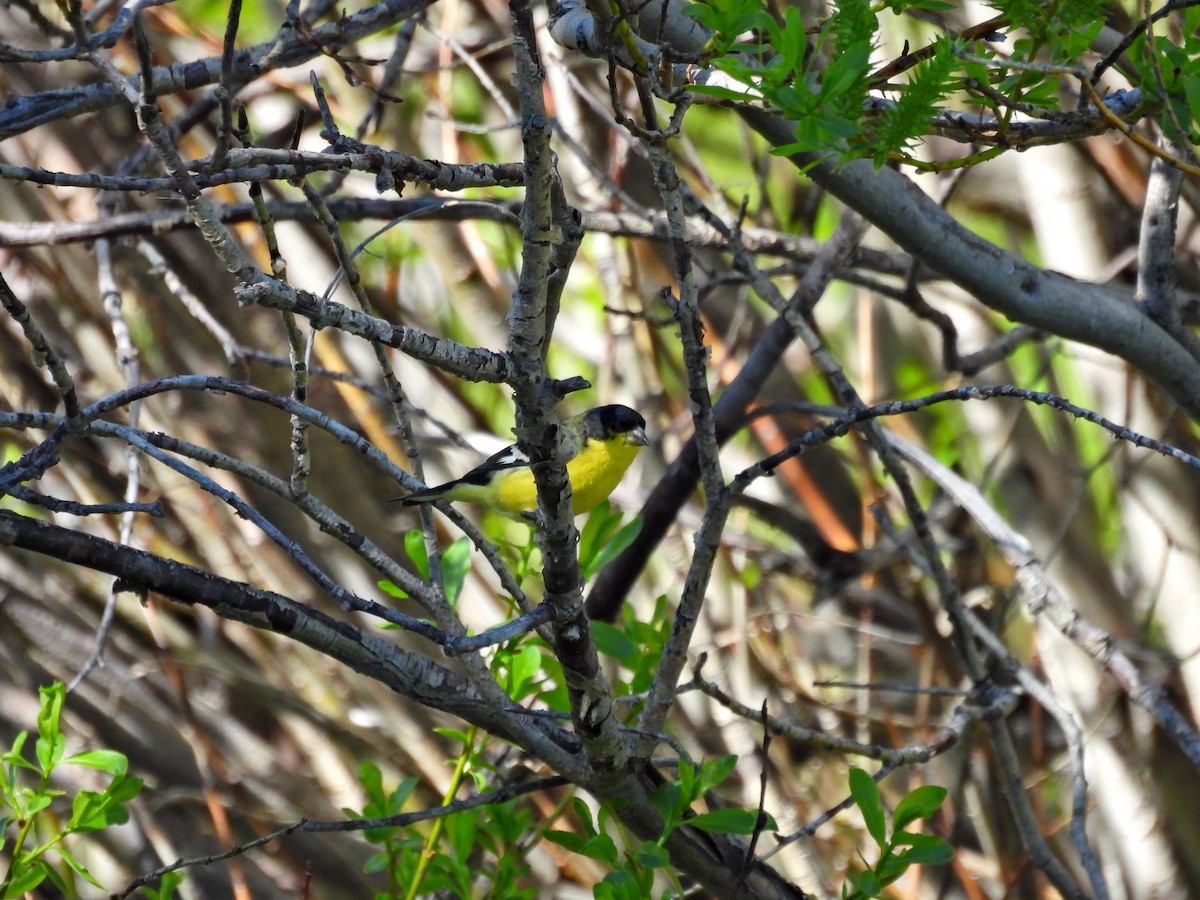 Lesser Goldfinch - ML620104475