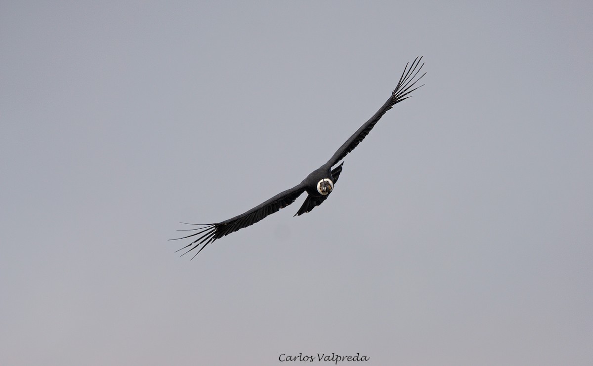Andean Condor - ML620104483