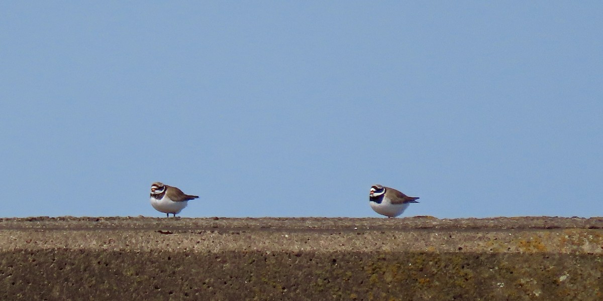 Common Ringed Plover - ML620104509