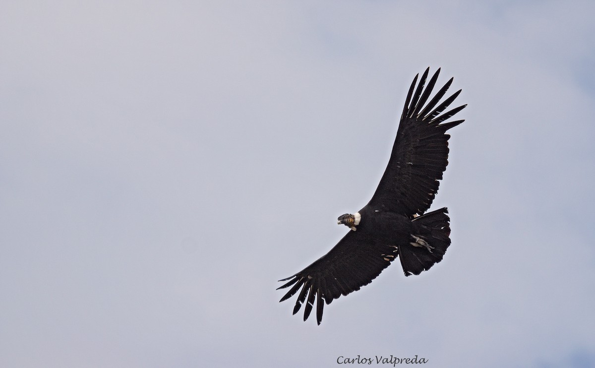 Andean Condor - ML620104511
