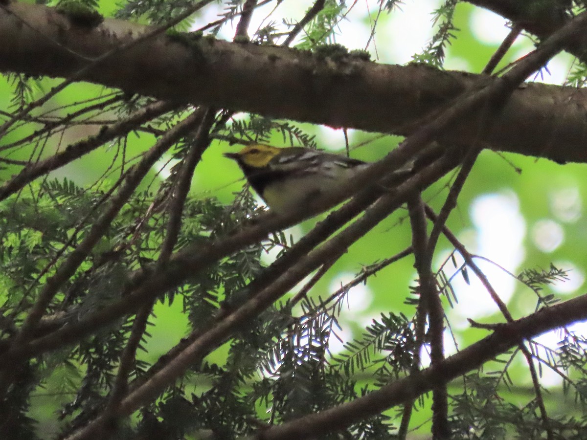 Black-throated Green Warbler - ML620104512