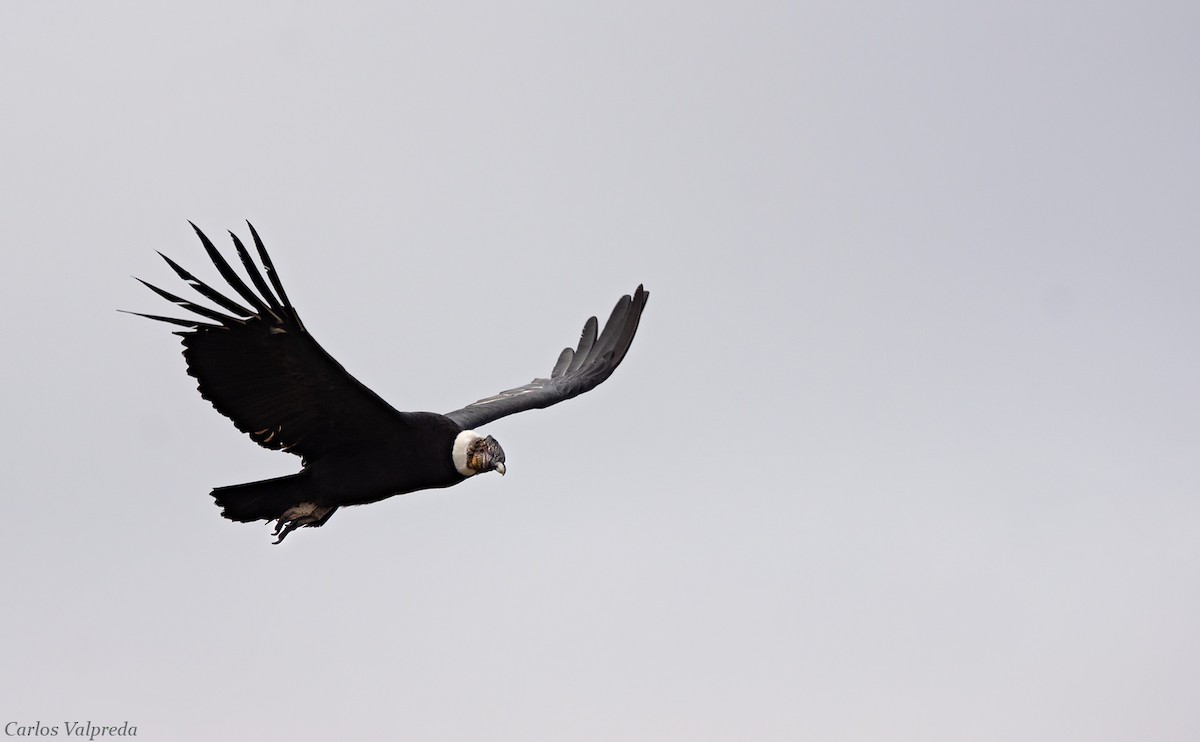 Condor des Andes - ML620104533