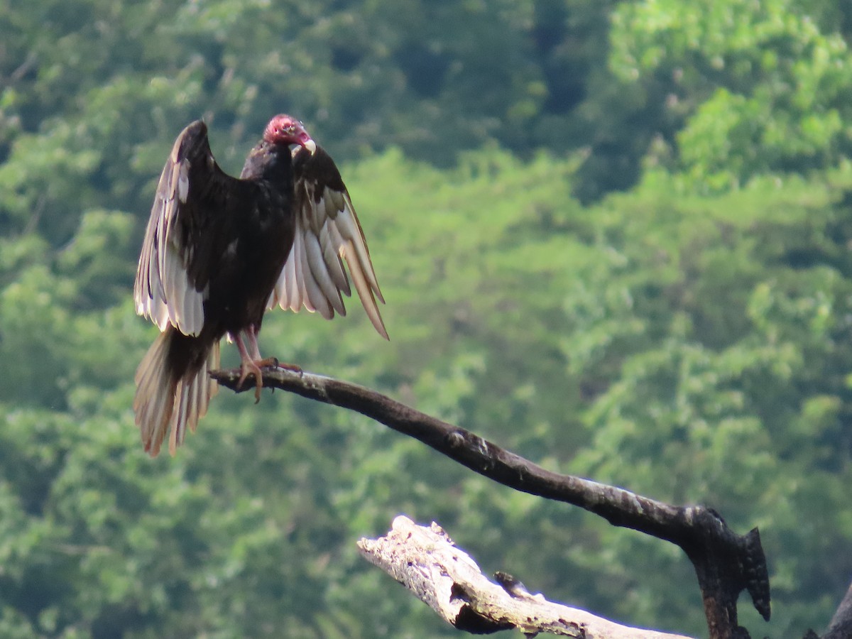 Turkey Vulture - ML620104546