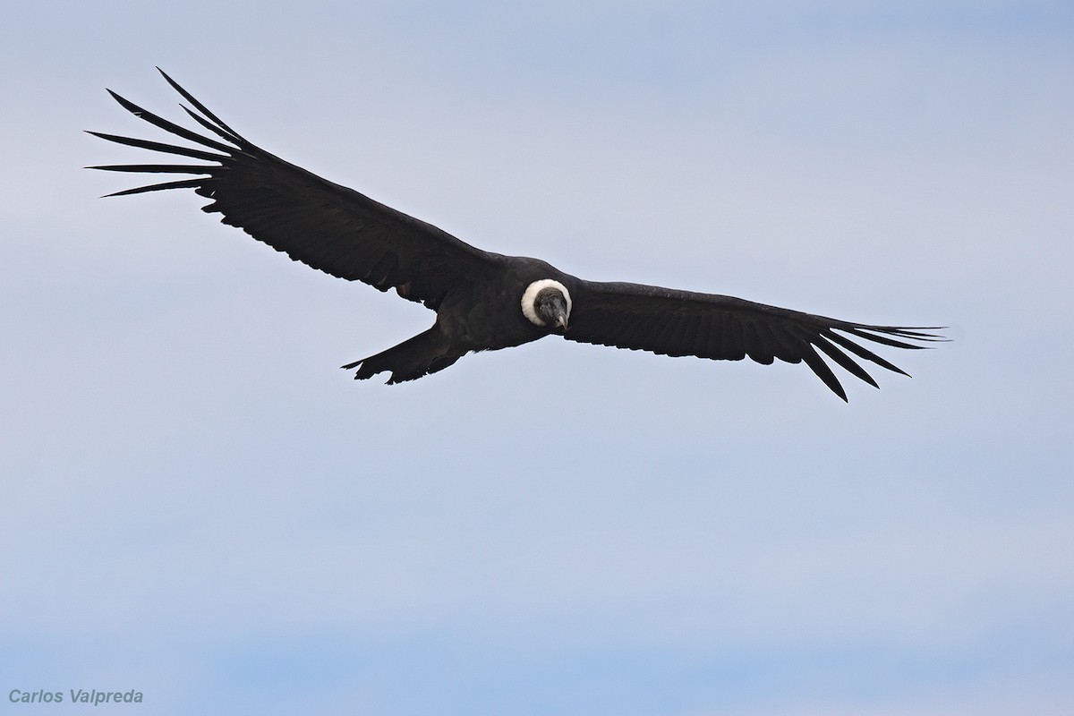 Condor des Andes - ML620104562