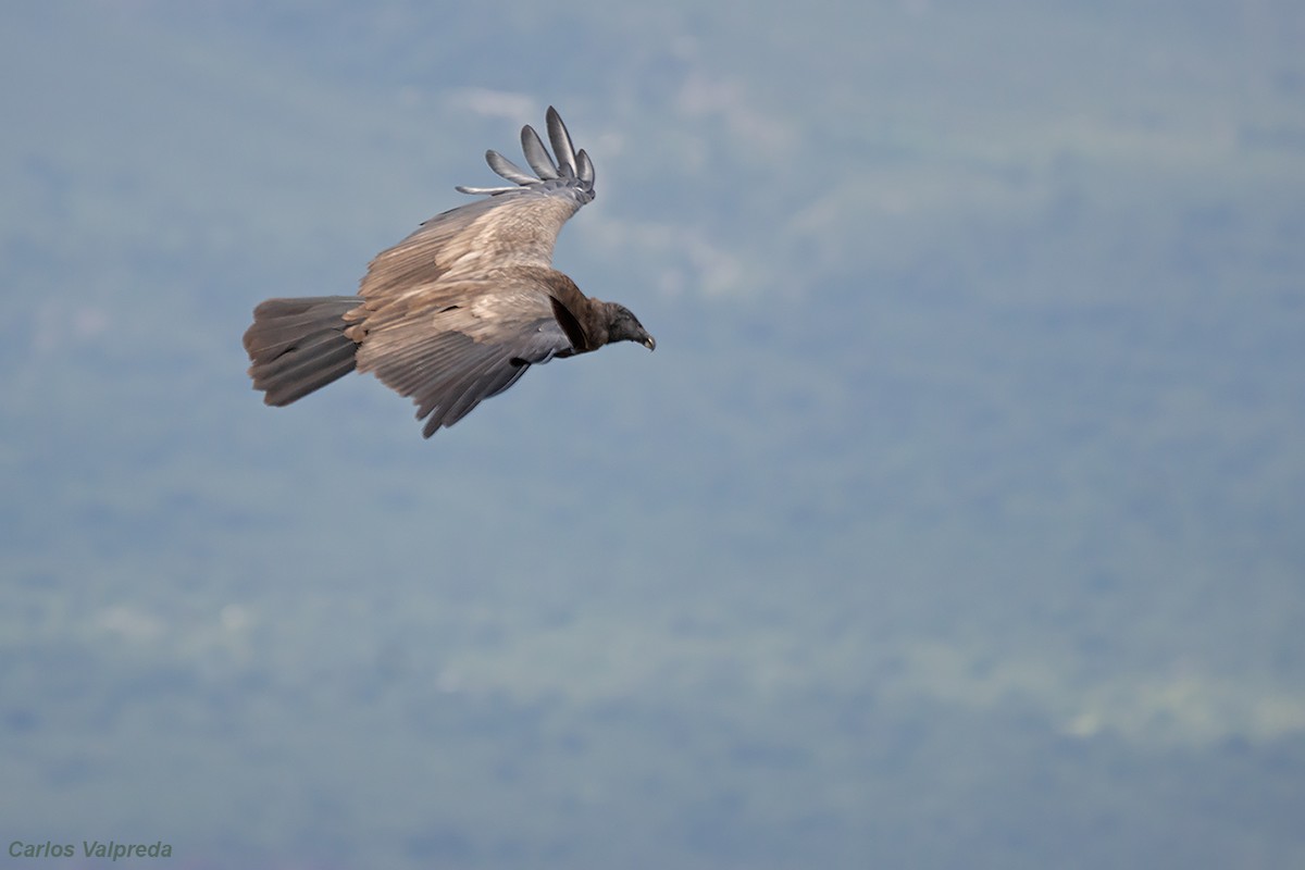 Condor des Andes - ML620104575