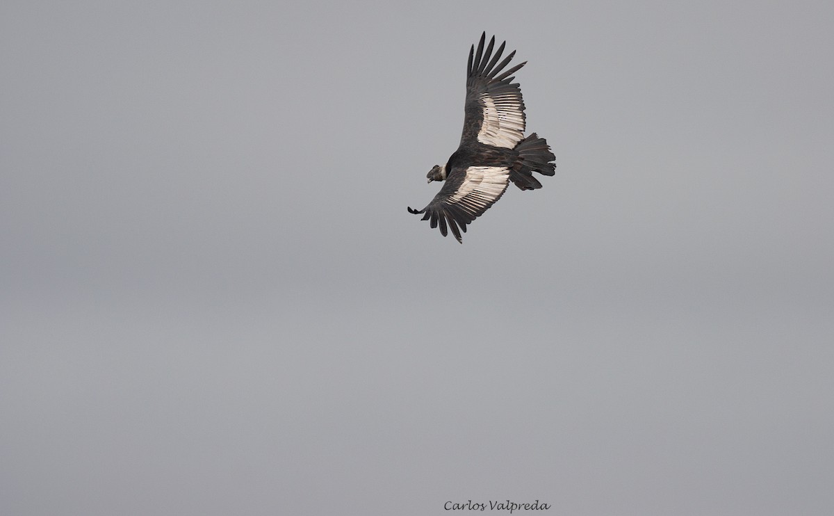 Condor des Andes - ML620104578
