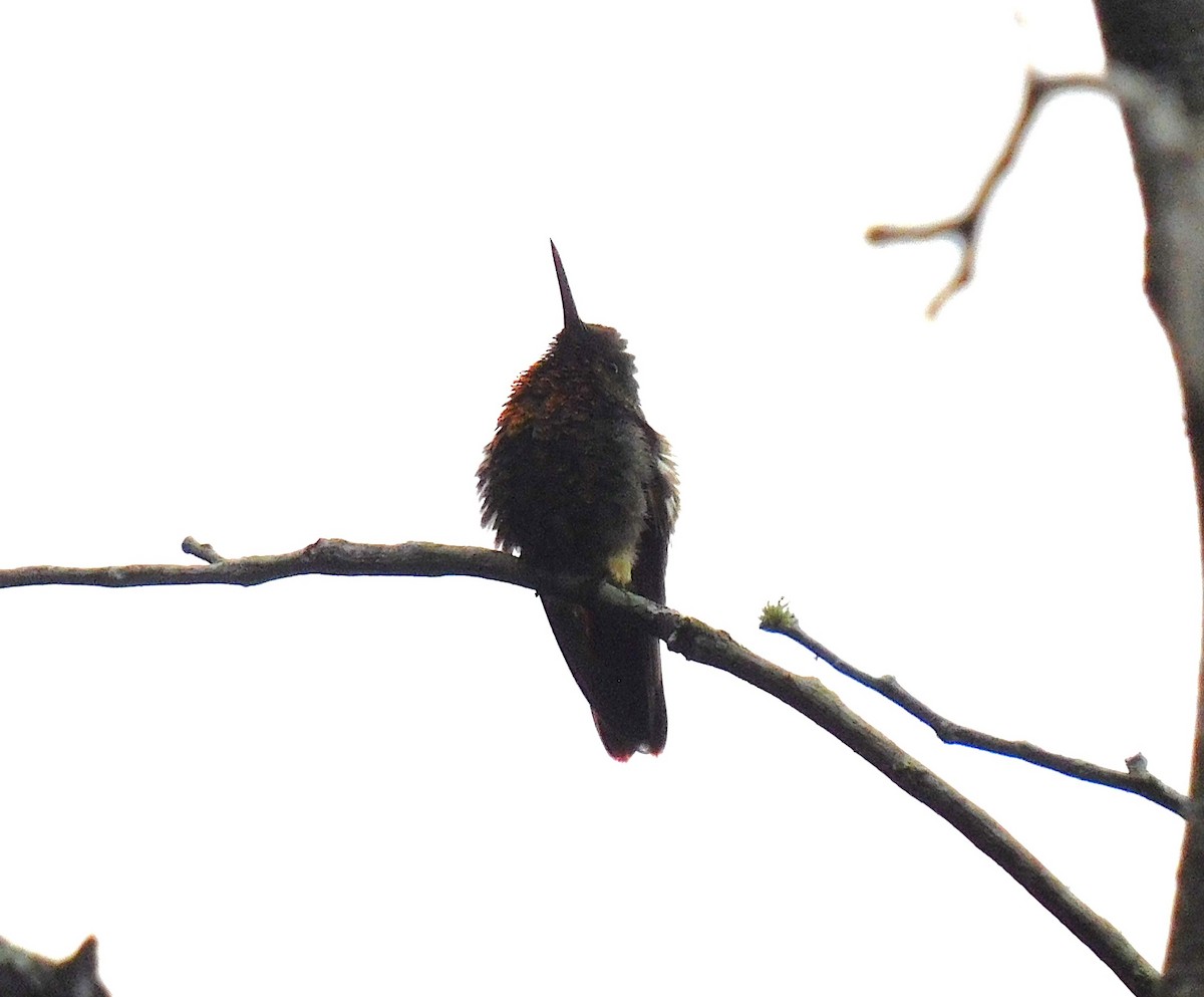 Berylline Hummingbird - ML620104587