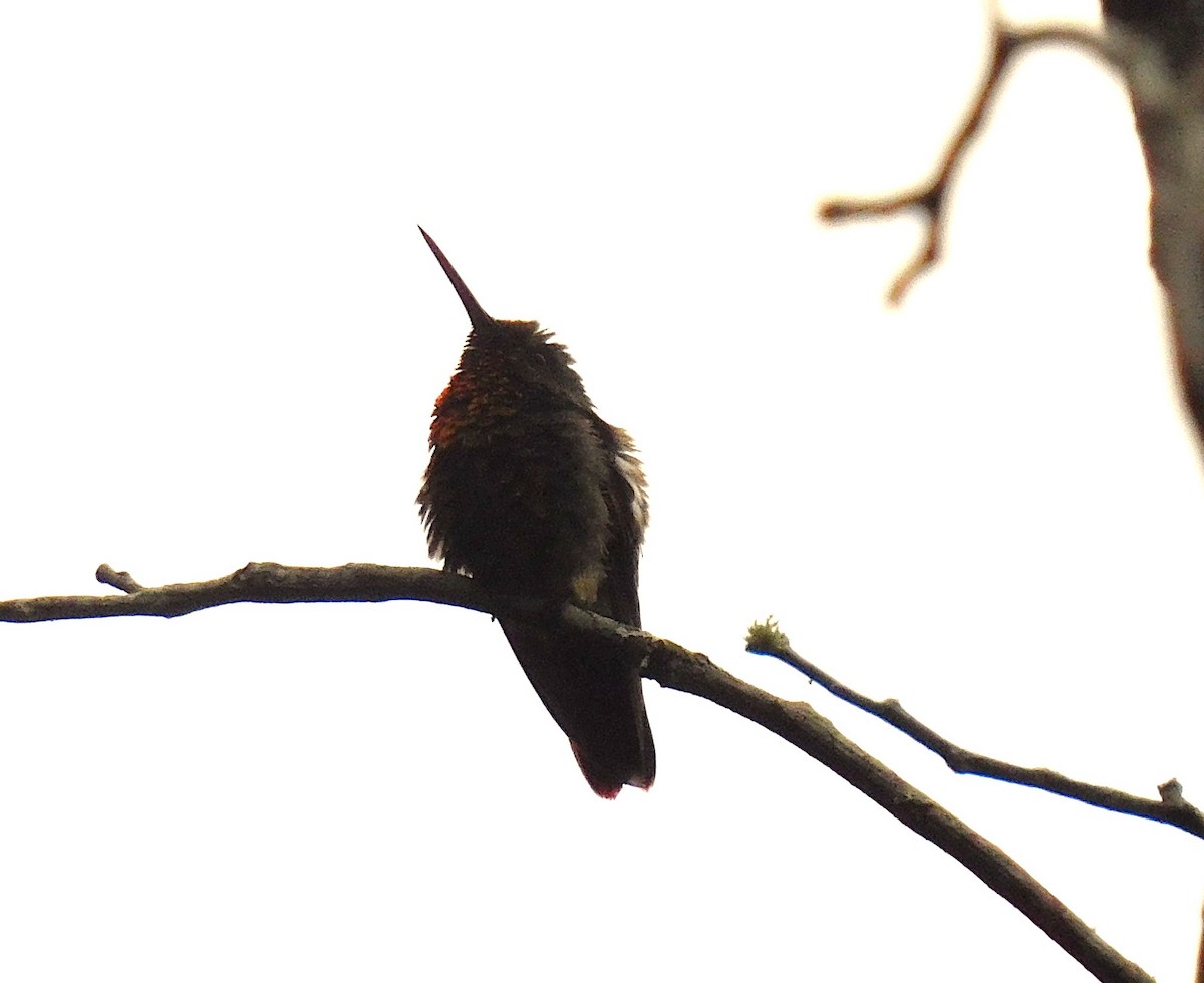 kolibřík mexický - ML620104591