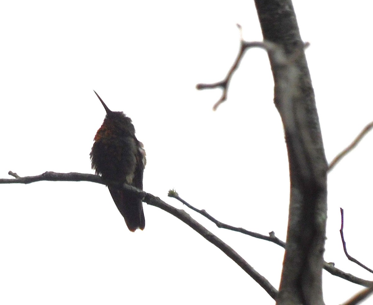 kolibřík mexický - ML620104592