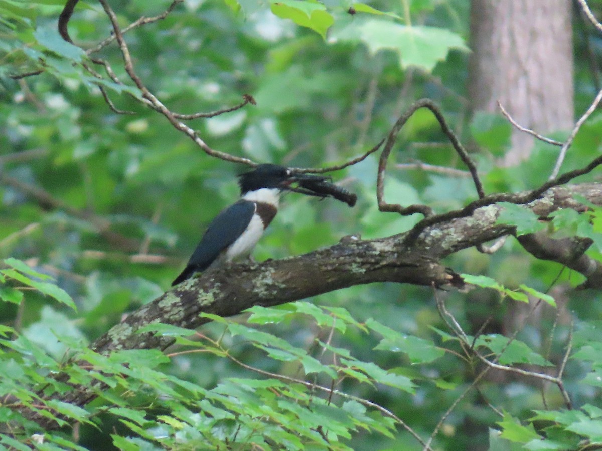 Belted Kingfisher - ML620104594