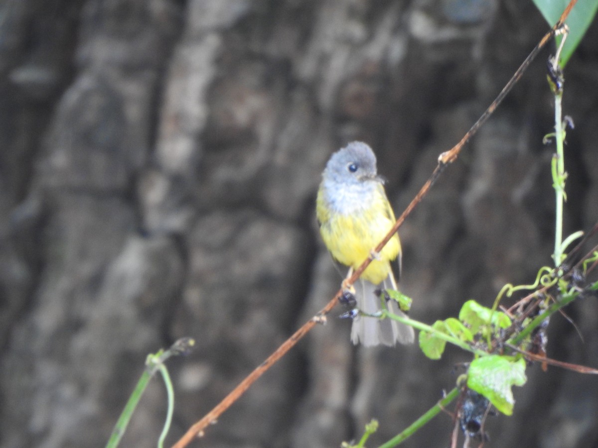 Gray-headed Canary-Flycatcher - ML620104602