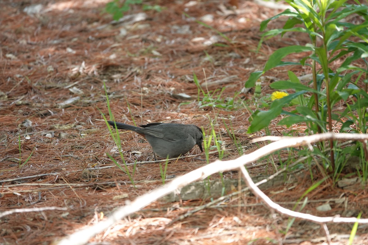 Gray Catbird - ML620104603