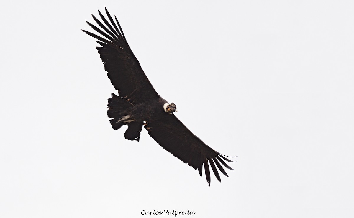 Andean Condor - ML620104604