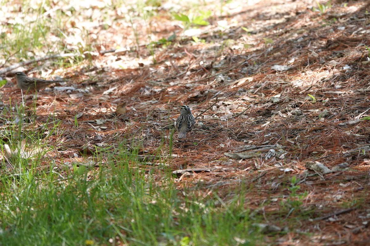 White-crowned Sparrow - ML620104607