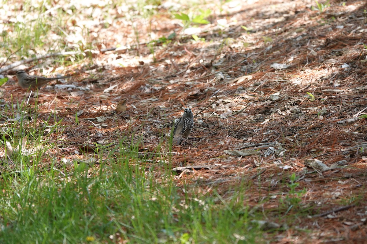 White-crowned Sparrow - ML620104608