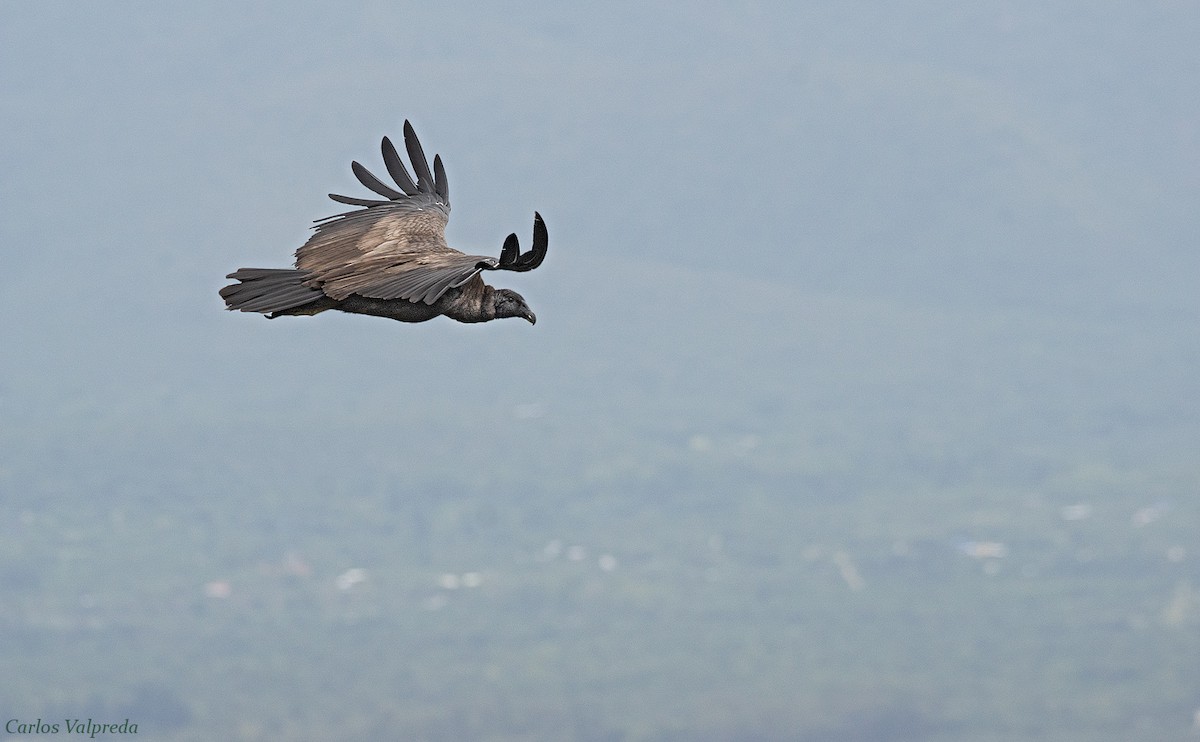 Condor des Andes - ML620104609