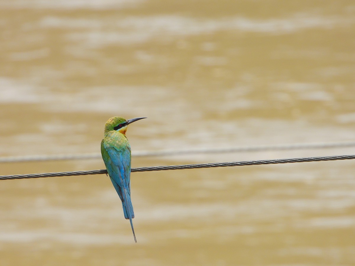 Blue-tailed Bee-eater - ML620104618