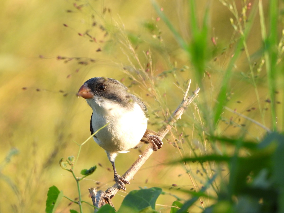 White-bellied Seedeater - ML620104620