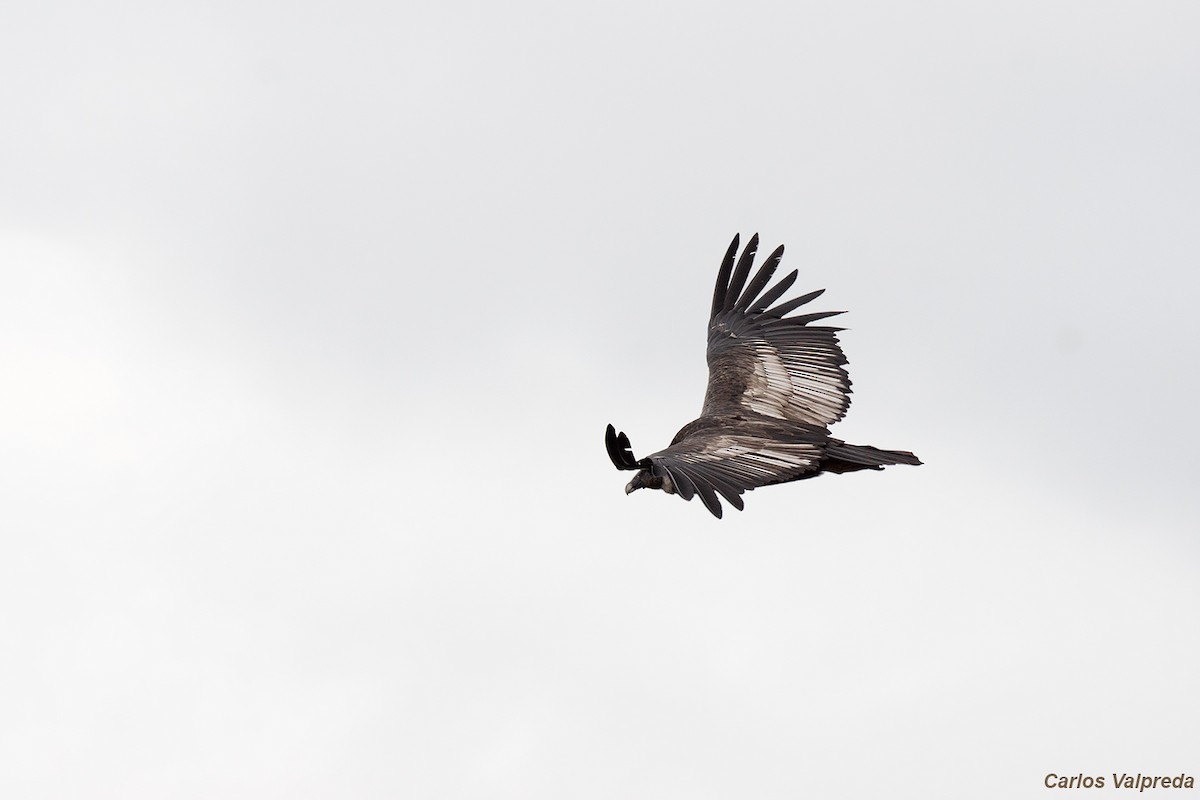 Condor des Andes - ML620104626