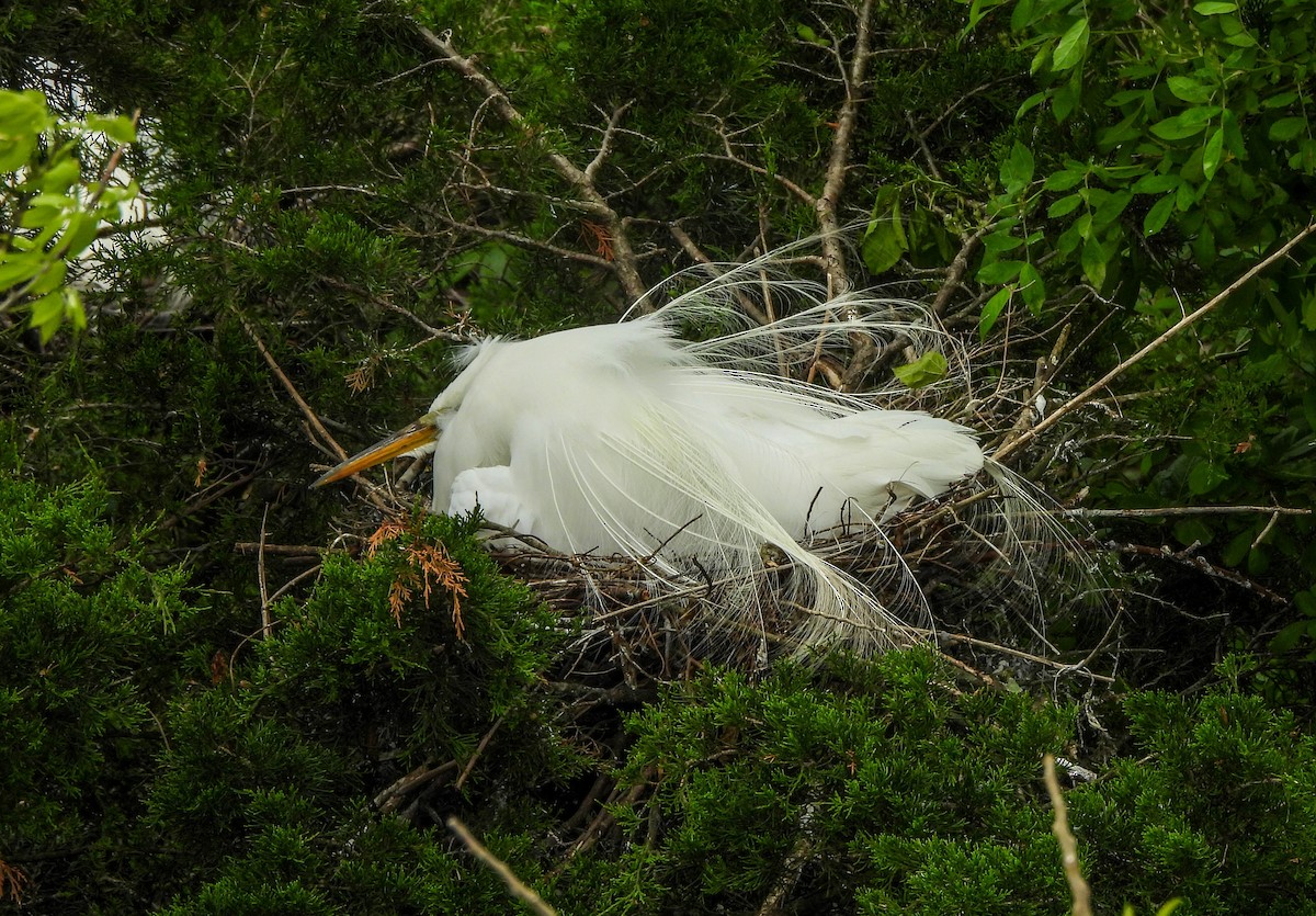 Great Egret - ML620104627