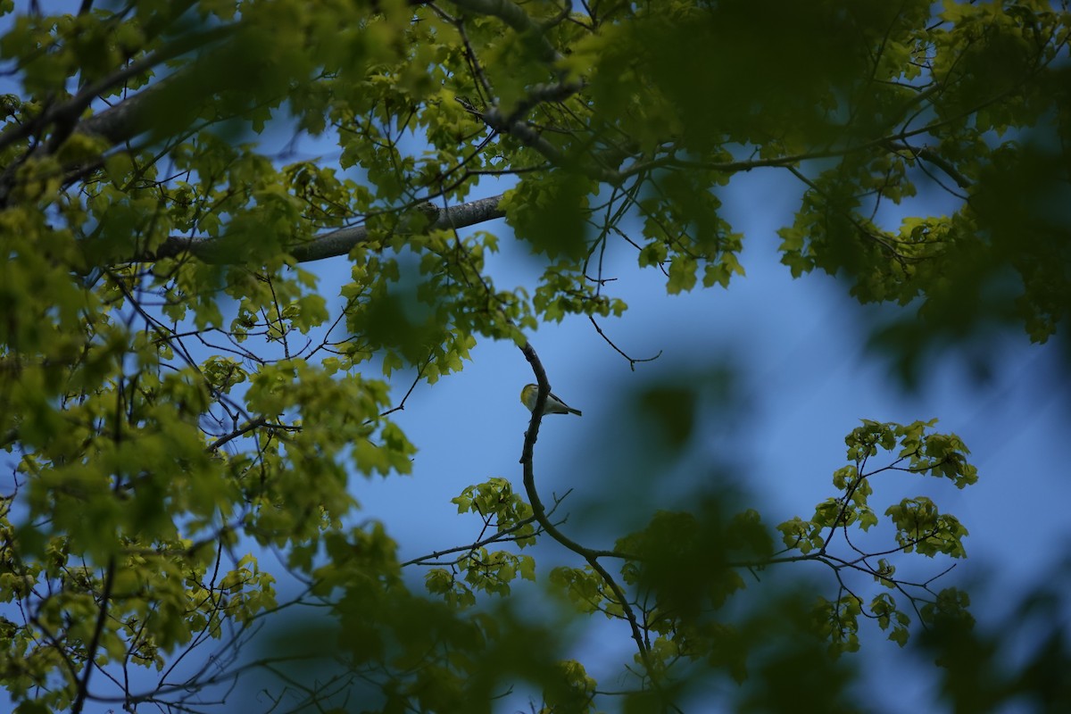 Yellow-throated Vireo - ML620104630