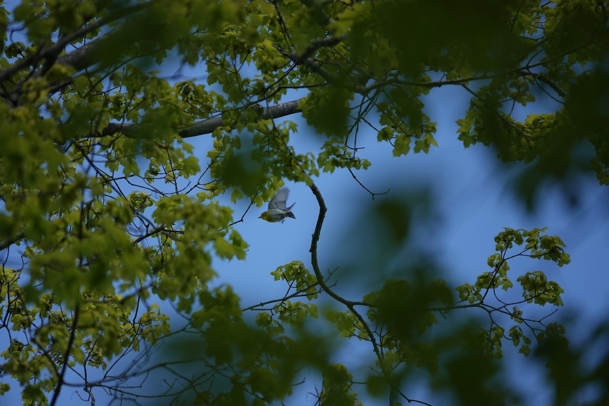 gulbrystvireo - ML620104632