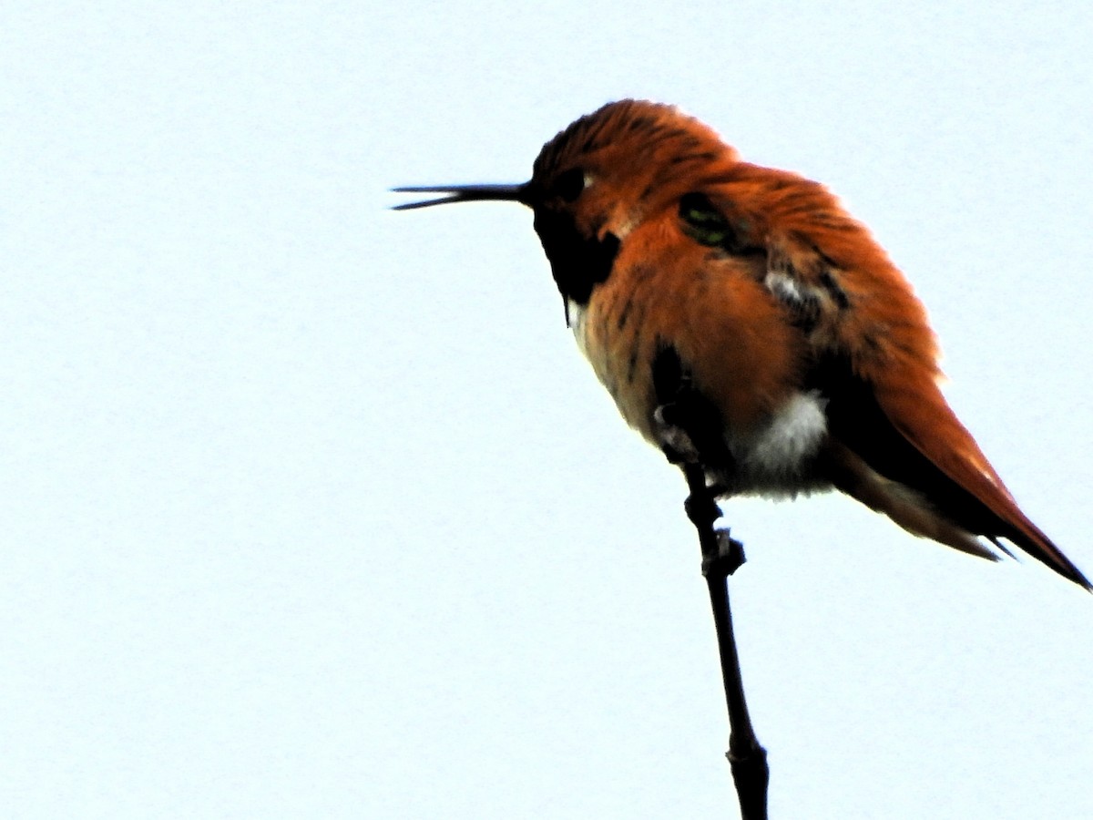 Rufous Hummingbird - ML620104652