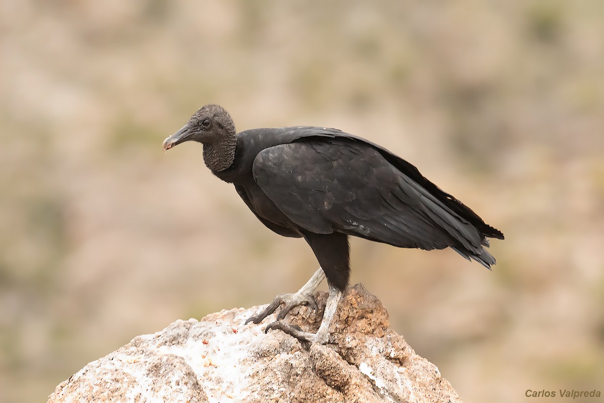 Black Vulture - ML620104656