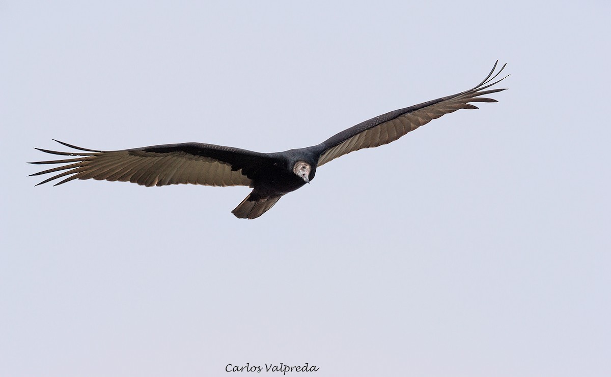 Turkey Vulture - ML620104661