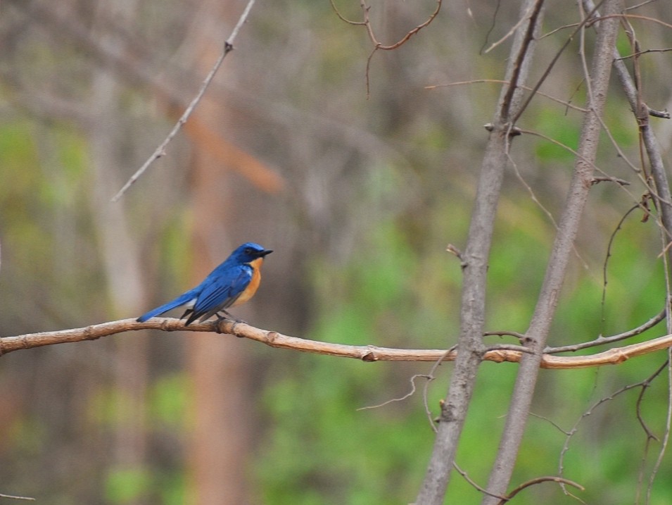 Tickell's Blue Flycatcher - ML620104667